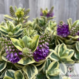 Örökzöld Veronikacserje  (Hebe x hybrida)