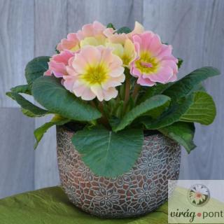 Primula/Szobai kankalin (Primula obconica)
