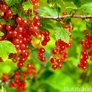 Ribizli (Ribes)