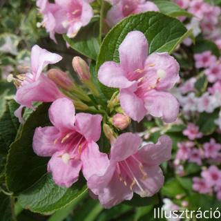 Rózsalonc (Weigela)