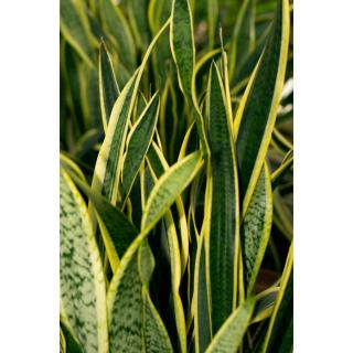 Sansevieria laurentii