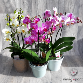 Sokvirágú orchidea (Phalaenopsis multiflora)