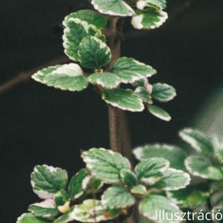 Szúnyogűző (Plectranthus)