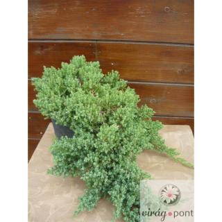 Törpe kúszó boróka (Juniperus procumbens 'Nana')