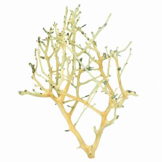 Coral Tree fa M / 20-30 cm