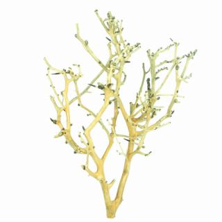 Coral Tree fa S / 10-20 cm