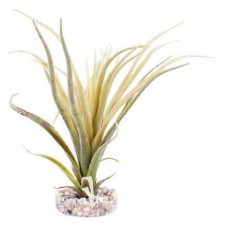 Sydeco Tillandsia Fan műnövény 22 cm